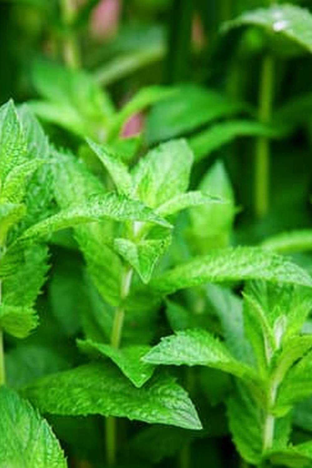 Vibrant and lush Florida vegetable gardens showcasing beauty of the Sunshine State