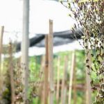 Explore vibrant and bountiful vegetable gardens for free with stunning images