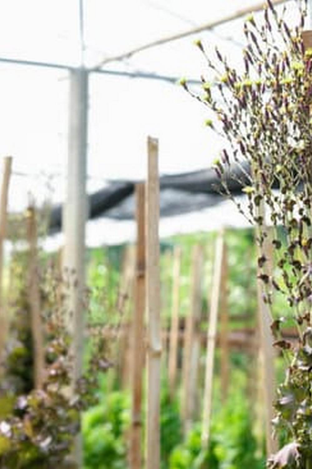 Explore vibrant and bountiful vegetable gardens for free with stunning images