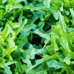 Steps for Optimal Growth and Healthy Harvest