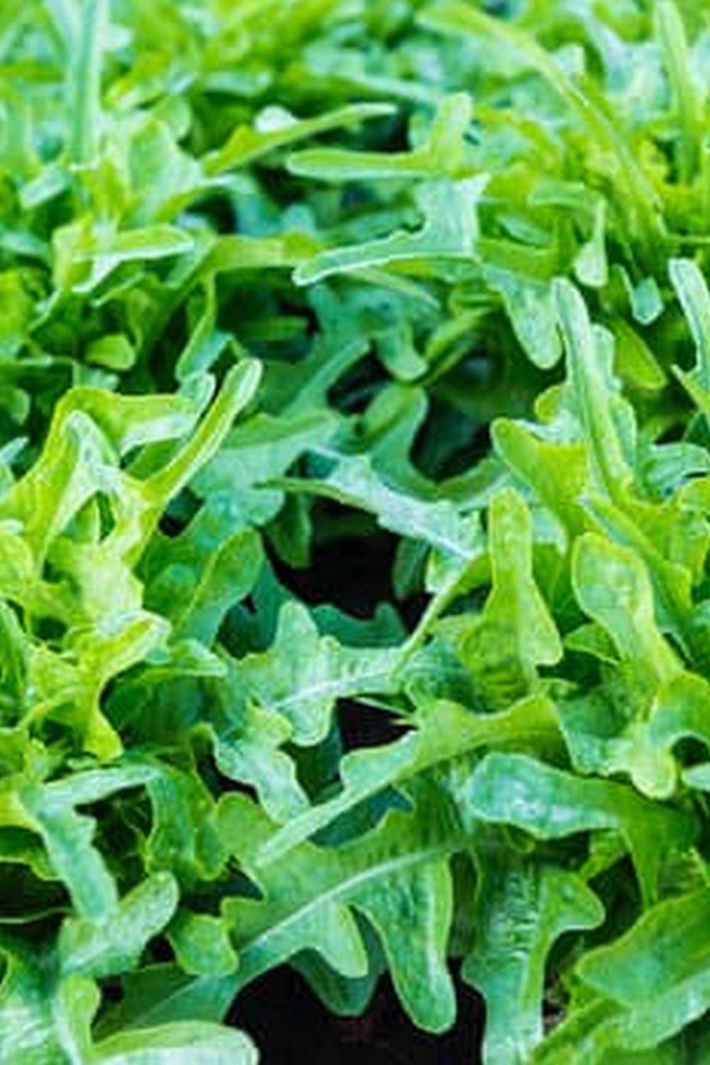 How to Prep Soil for a Vegetable Gardening 1 Steps for Optimal Growth and Healthy Harvest