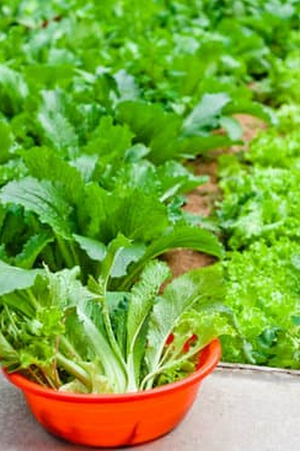 Trusted organic pest control for healthy crops