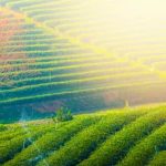 Plant sunflowers near vegetable gardens to attract helpful bees and insects