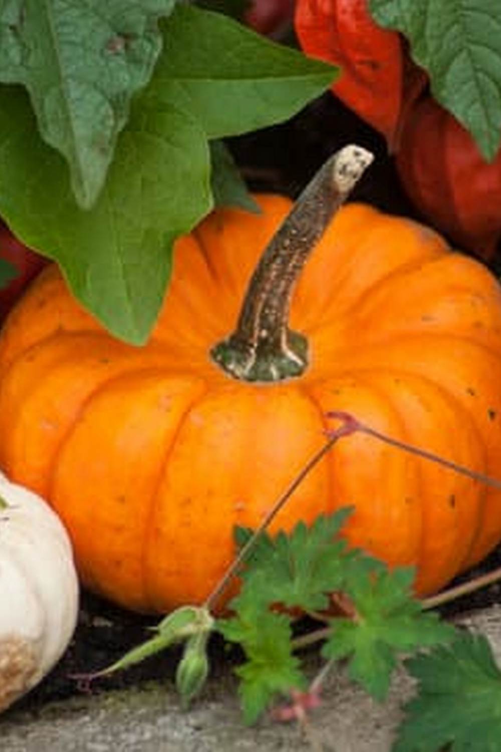 Raised bed vegetable gardening tips for beginners in gardening in raised beds for vegetables