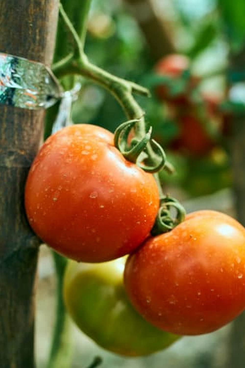 Delicious vegetable crackers recipe from Better Homes and Gardens for a healthy snack