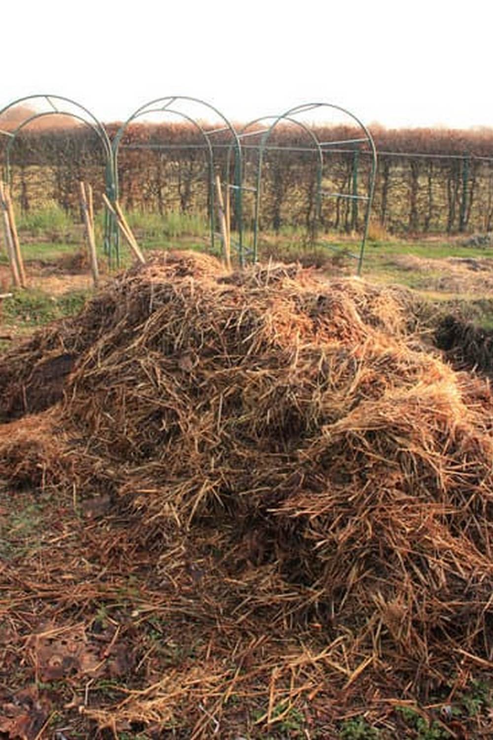 Explore thriving vegetable gardens in El Paso, Texas for a bountiful harvest all year round