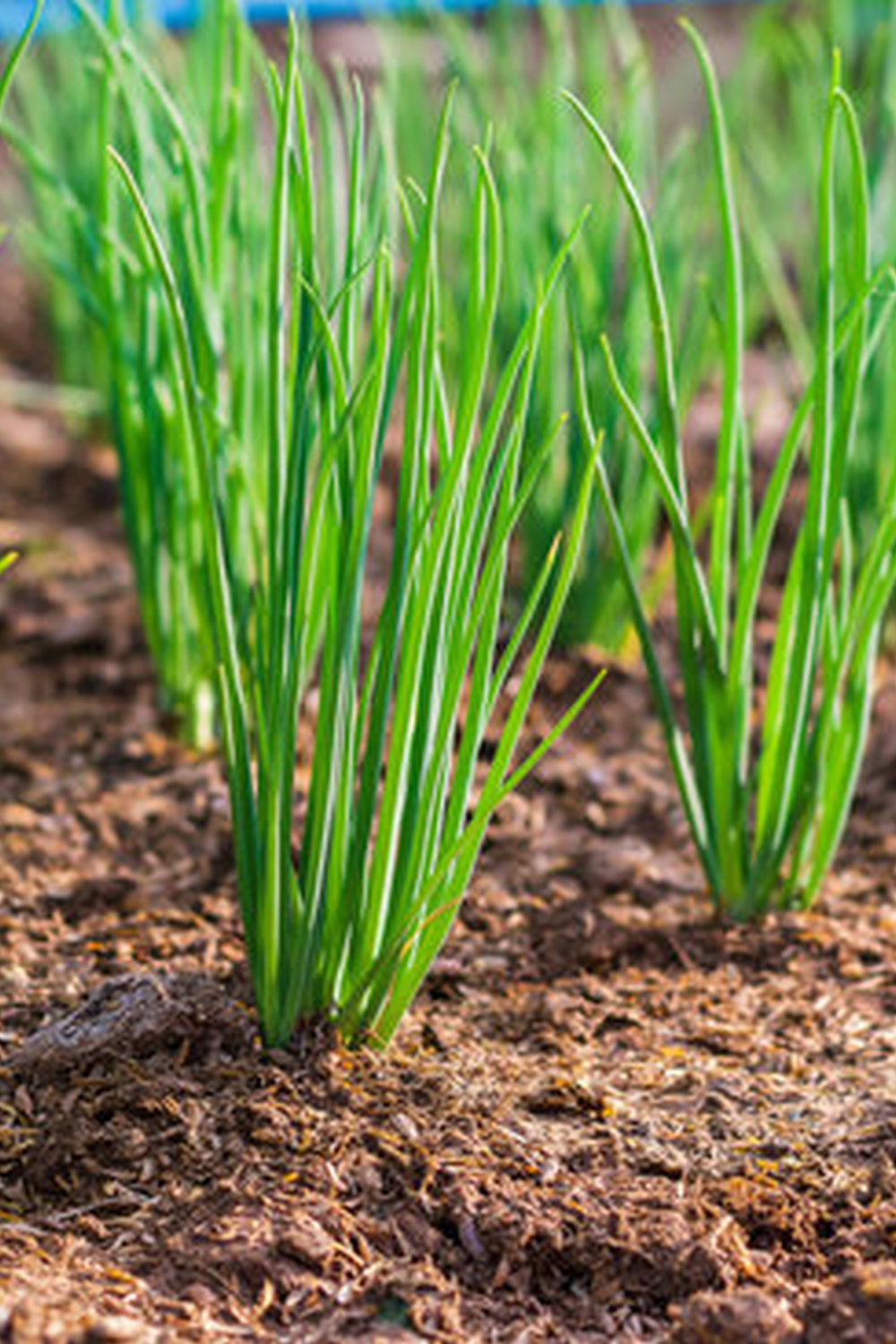 natural repellents, insect netting, and companion planting