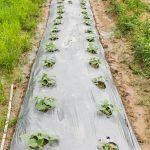 Charming houses for sale with thriving vegetable gardens, perfect for nature lovers and green thumbs