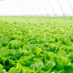 Safe, Effective, and Eco-Friendly