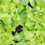 Optimize vegetable gardening raised beds for better yields and efficient space utilization