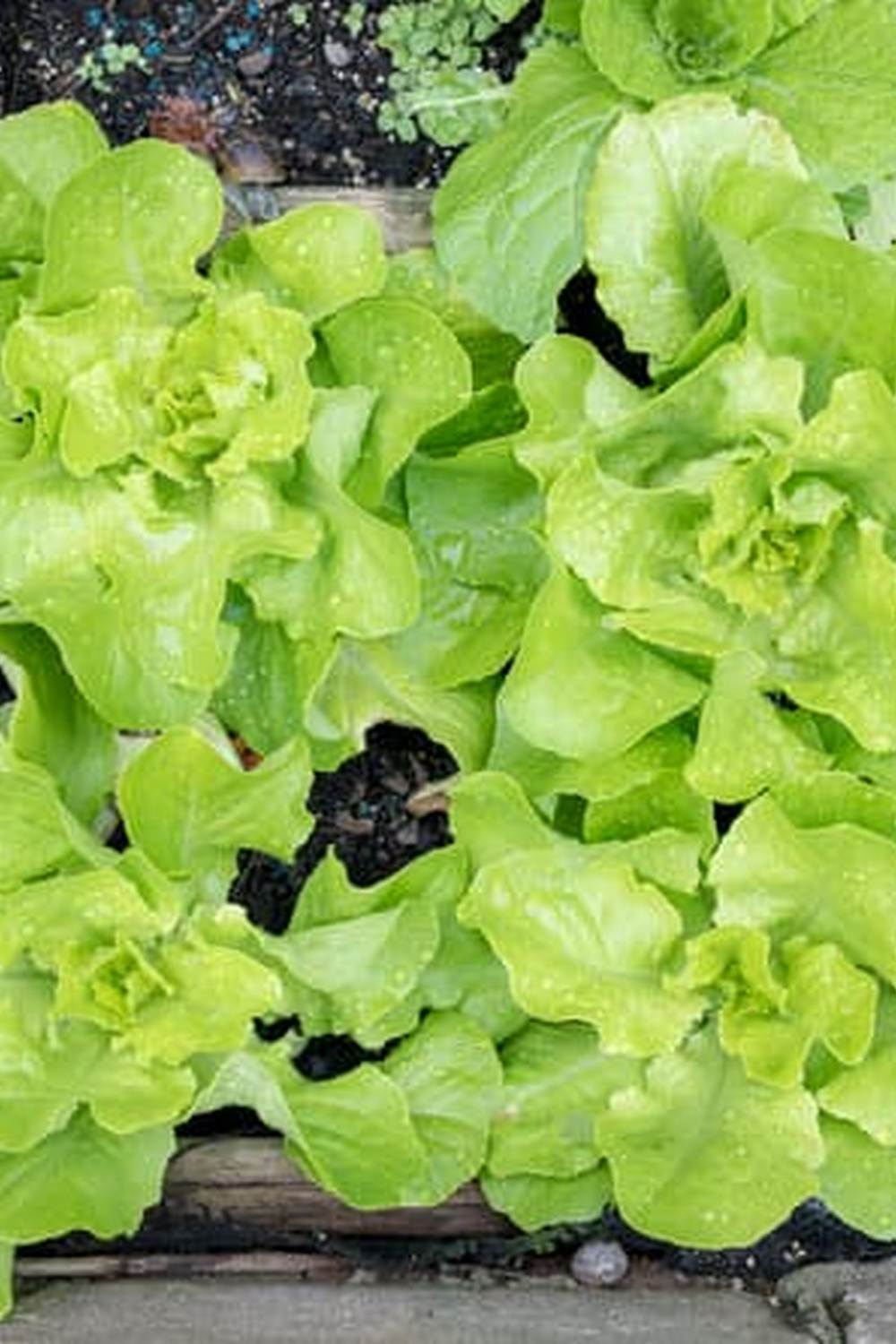 Optimize vegetable gardening raised beds for better yields and efficient space utilization