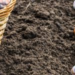 Consider planting walnut-resistant vegetables in separate bed to avoid negative impact on vegetable gardens