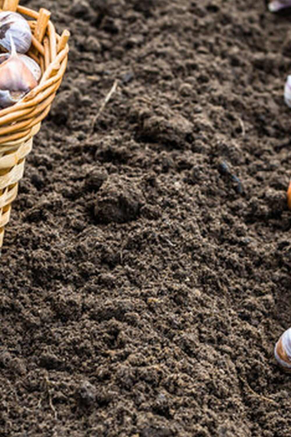 Consider planting walnut-resistant vegetables in separate bed to avoid negative impact on vegetable gardens