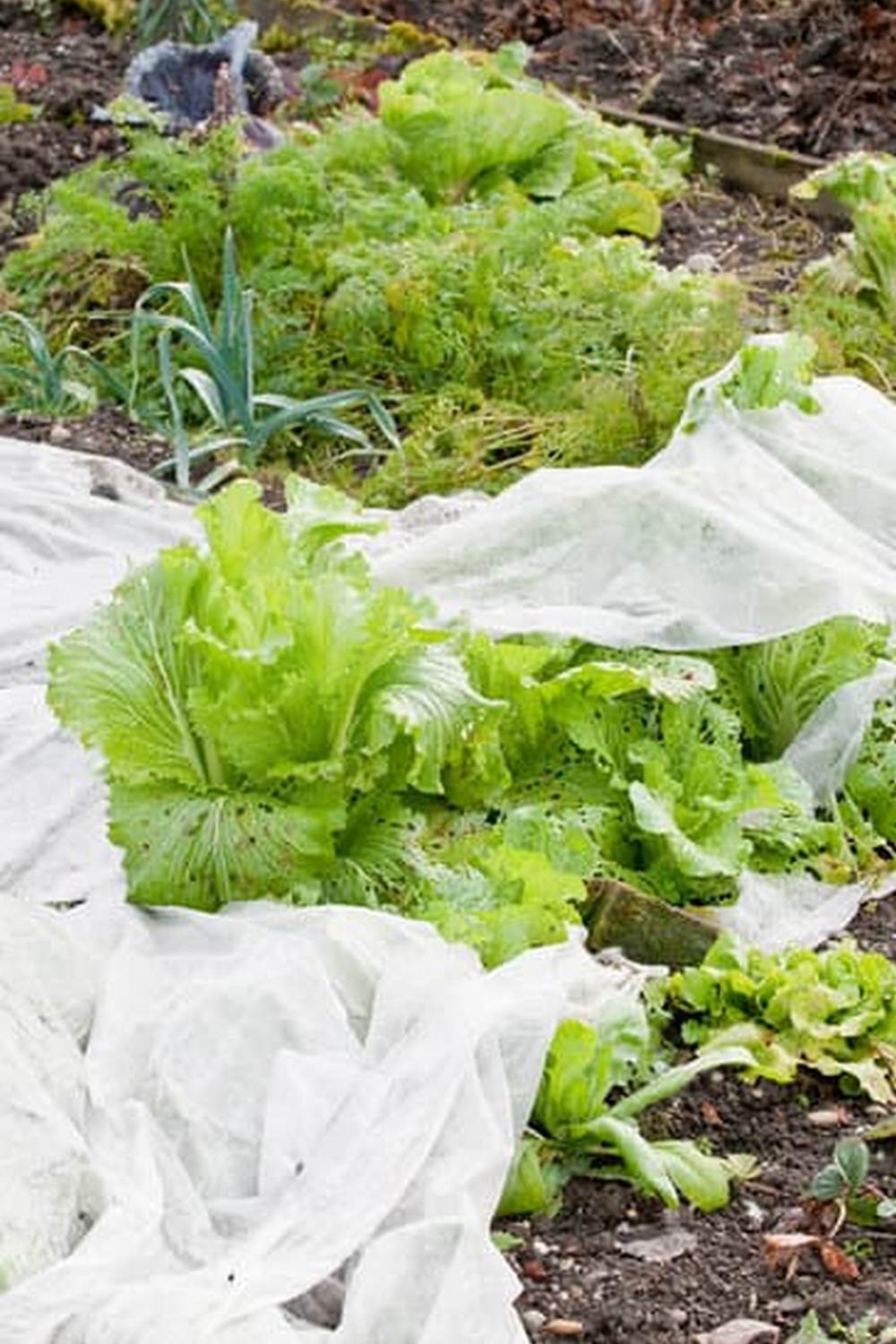 Accessible greenhouse for gardening vegetables with ample space for optimal plant growth