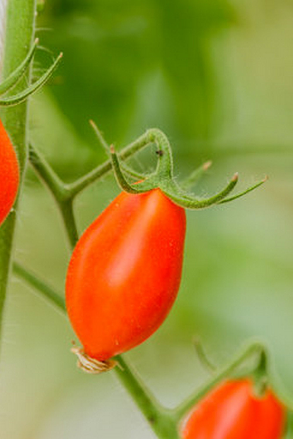 Vibrant apartment balcony vegetable gardening showcasing urban agriculture in a small space