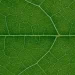 Chris McLaughlin's guide to successful vertical vegetable gardening techniques, perfect for urban spaces and small yards