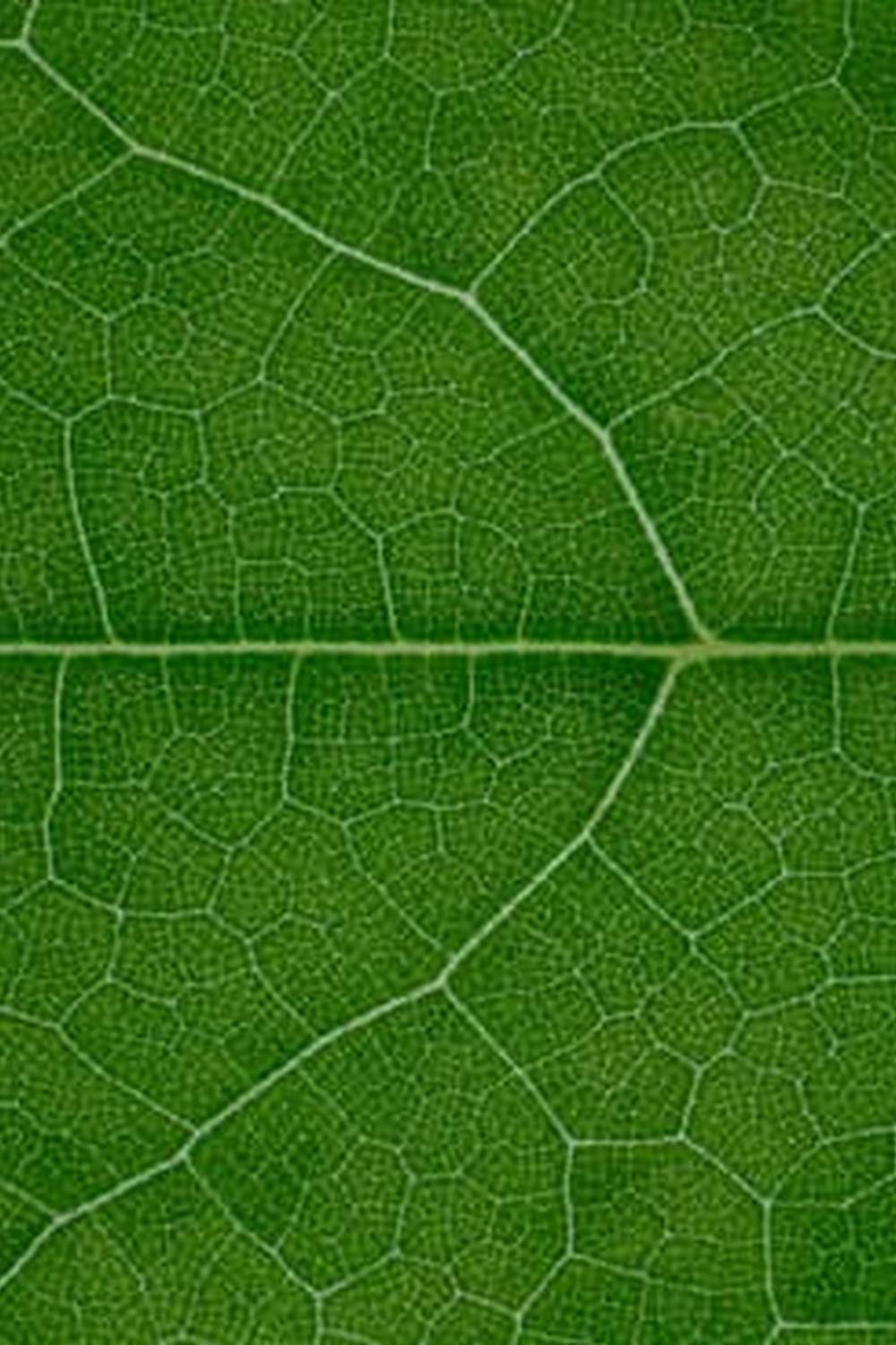 Chris McLaughlin's guide to successful vertical vegetable gardening techniques, perfect for urban spaces and small yards