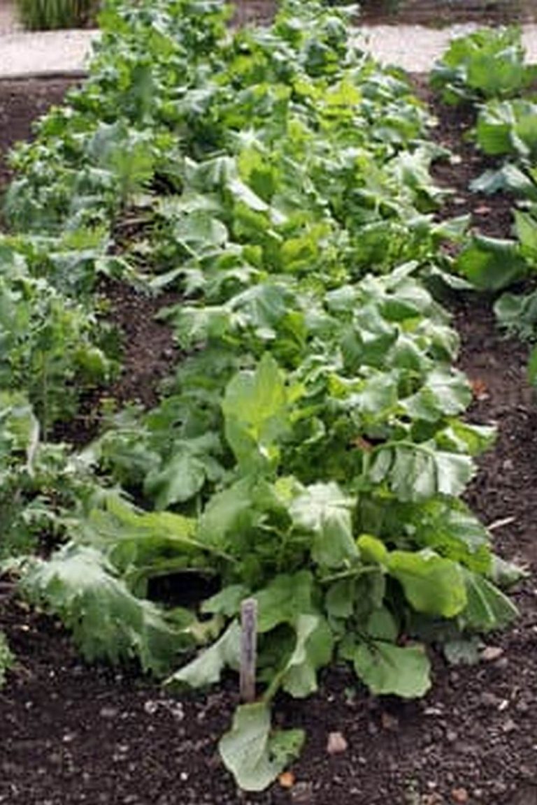 Organic Freshness at Your Fingertips