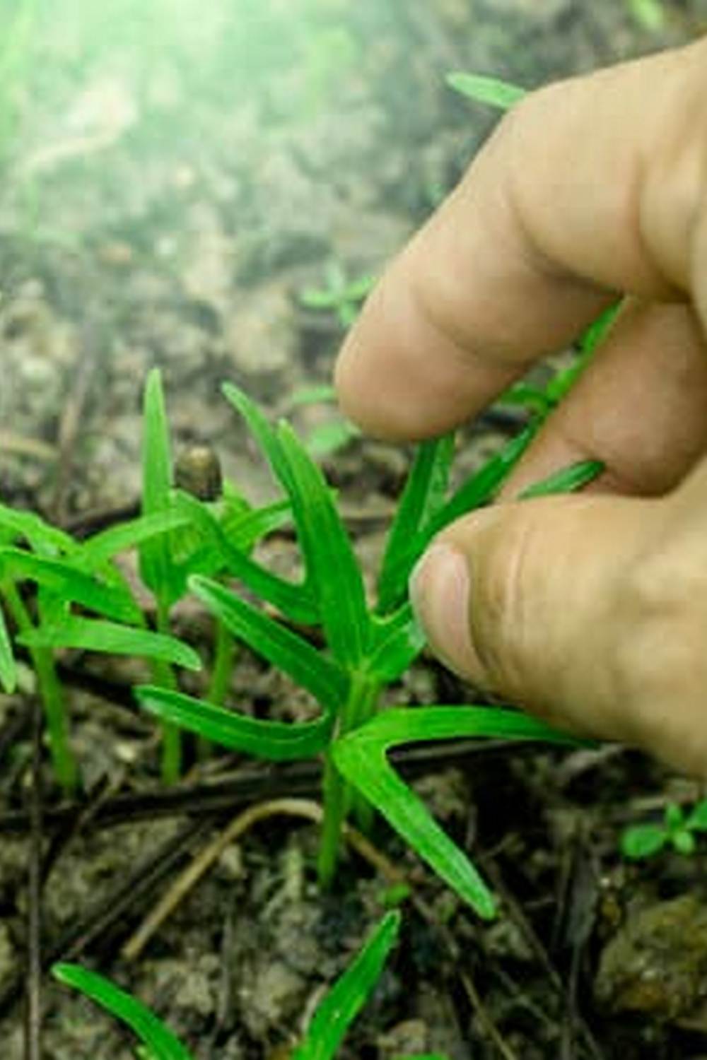 Lush tropical crops growing in vibrant Costa Rican garden
