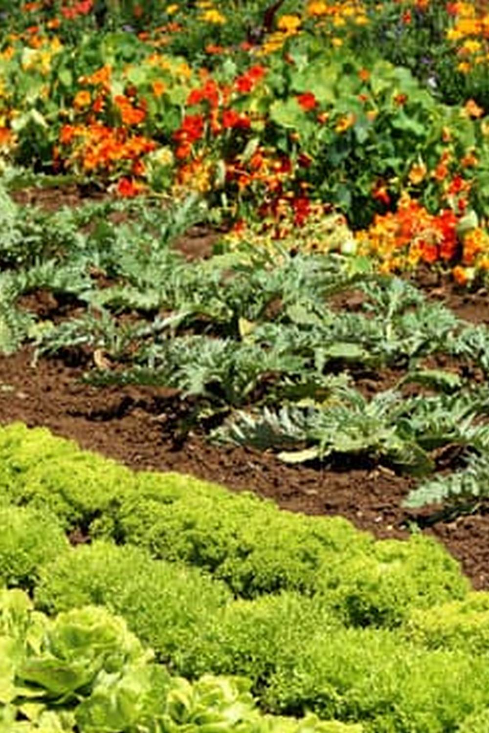 Lush home organic vegetable gardens bursting with fresh produce