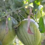 Lush shade vegetable garden in Zone 6 with thriving plants and diverse varieties