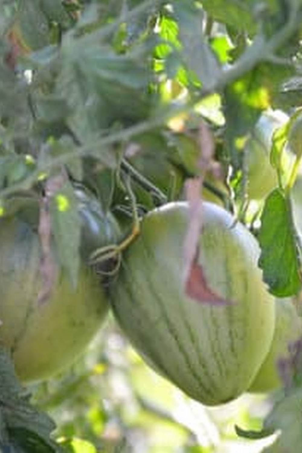 Lush shade vegetable garden in Zone 6 with thriving plants and diverse varieties