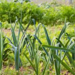 Organic urban gardening vegetables growing in small city space for fresh, sustainable produce. #UrbanGardeningVegetables