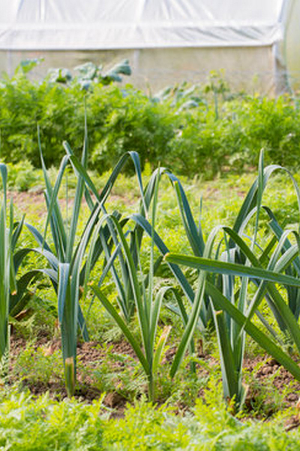 Organic urban gardening vegetables growing in small city space for fresh, sustainable produce. #UrbanGardeningVegetables