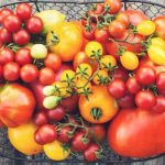 organic straw mulch retains moisture and suppresses weeds effectively