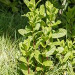 Effective organic ant killer for vegetable gardens with safe ingredients for plants and pets