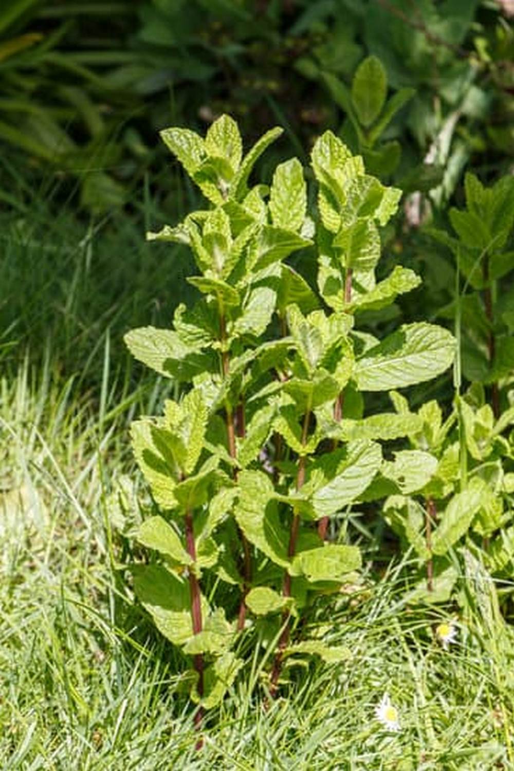 Safe Ant Killer for Vegetable Gardens 1 Effective organic ant killer for vegetable gardens with safe ingredients for plants and pets