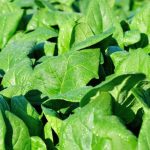 Tools Needed for Vegetable Gardening pruners, shovel, gloves, watering can, and trowel