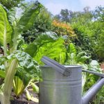 Lush vegetable garden flourishing in planters