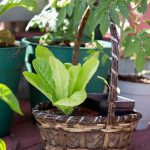 Tips for Growing a Successful Garden in the Cowboy State