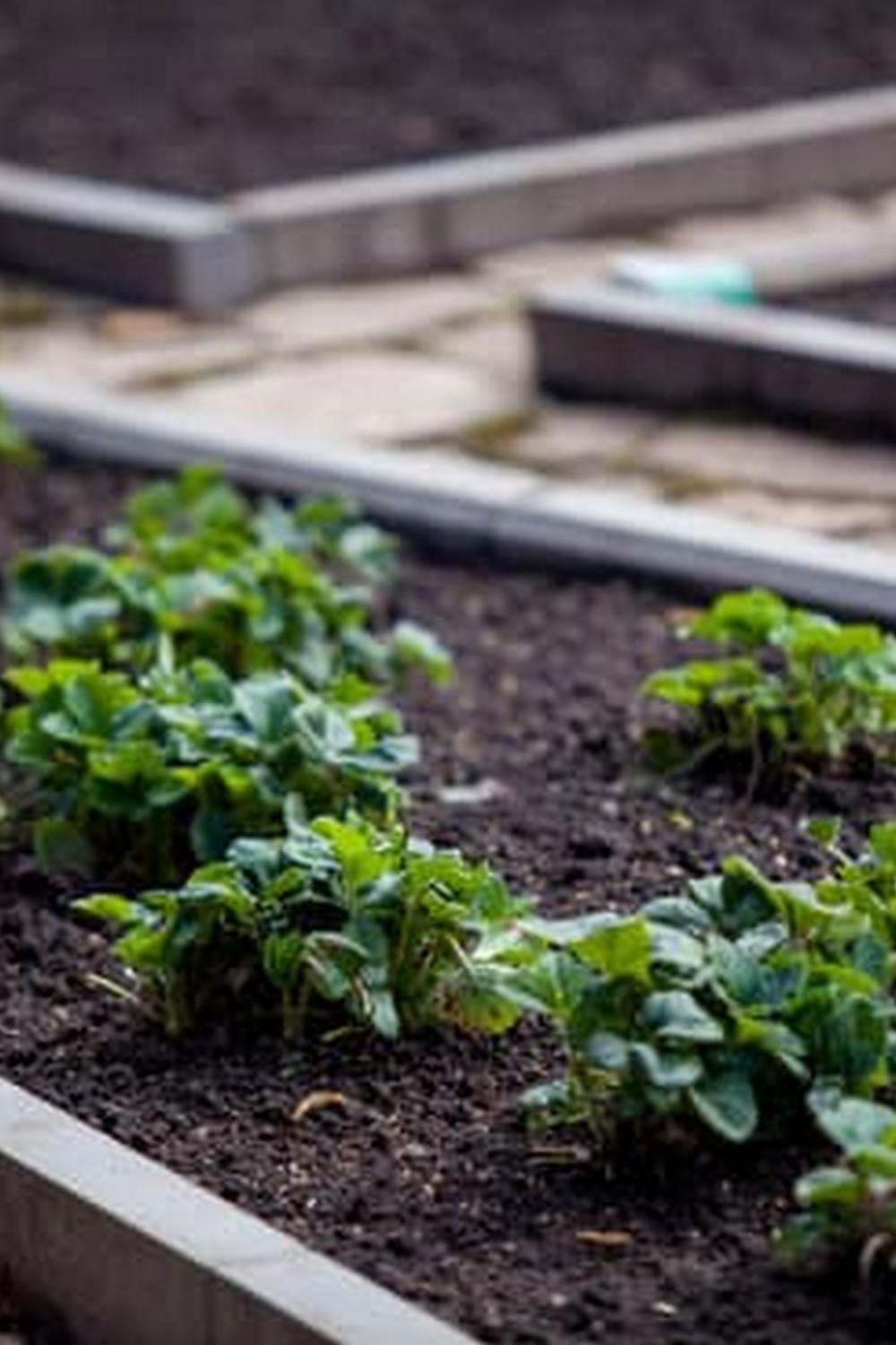 Week by Week Vegetable Gardener& 39 1 Planning, Planting, Harvesting