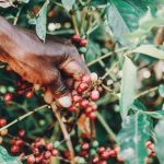 Tips for successful gardening in the Sunshine State