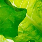 Nutrient-rich Expert Gardener Tomato and Vegetable Plant Food optimizes plant growth and yields