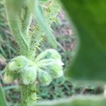 key dates for planting, watering, and harvest in Texas capital