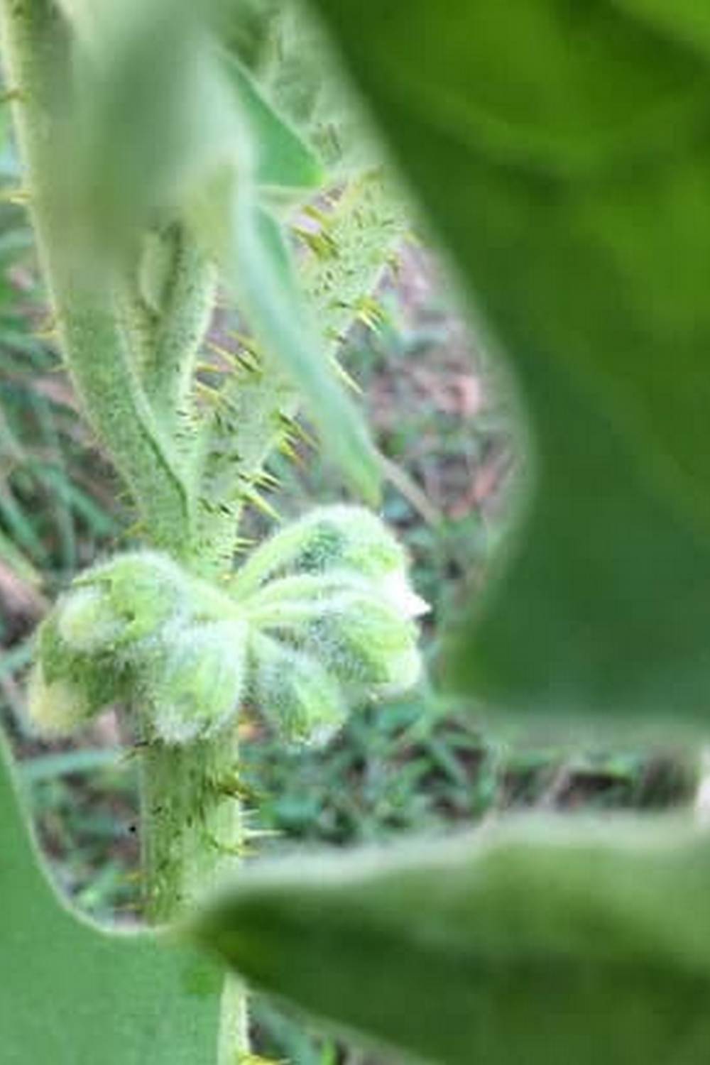 key dates for planting, watering, and harvest in Texas capital