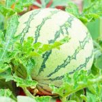 Benefits, Tips, and Best Practices