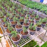 Information About Container Gardening for Vegetables Growing Vegetables in Small Spaces