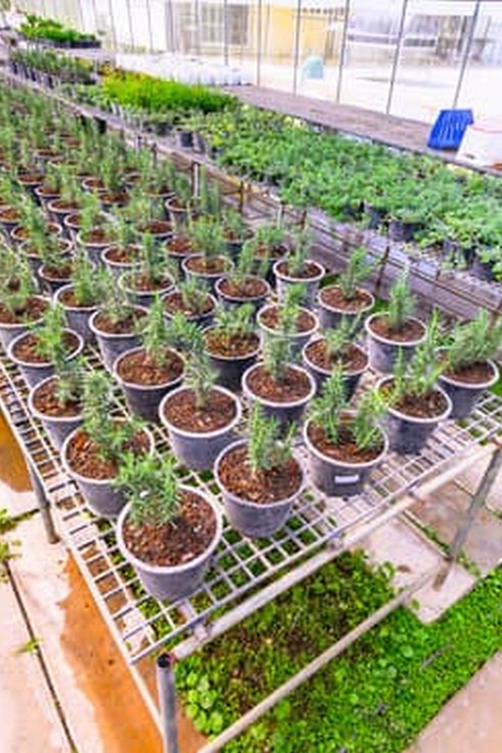 Information About Container Gardening for Vegetables 1 Growing Vegetables in Small Spaces