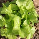 Discover step-by-step organic vegetable gardening basics for beginners to grow healthy produce