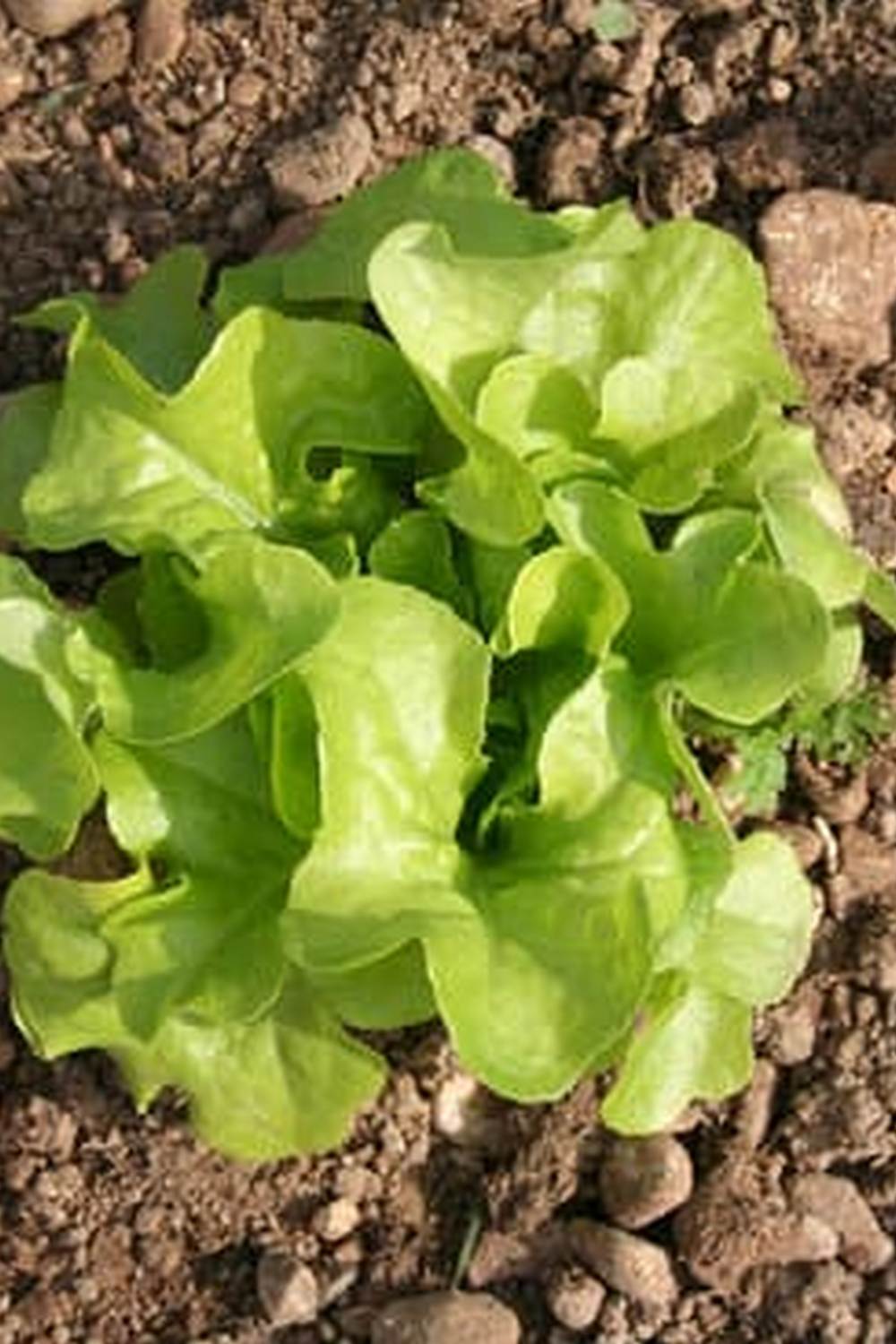 Discover step-by-step organic vegetable gardening basics for beginners to grow healthy produce