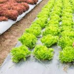 Beautiful small backyard vegetable gardens featuring variety of crops, herbs, and flowers in raised beds