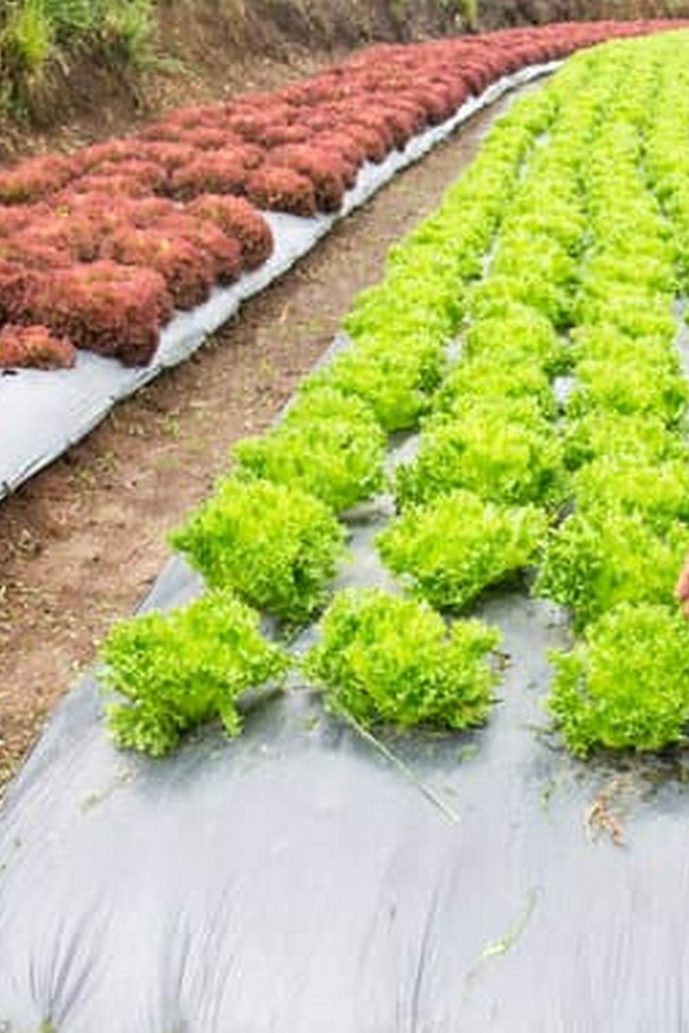 Beautiful small backyard vegetable gardens featuring variety of crops, herbs, and flowers in raised beds