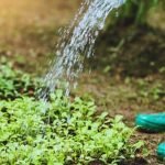 Organic wood chip mulch enhances vegetable gardens by retaining moisture and suppressing weeds effectively