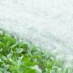 Rabbit Repellent Safe for Vegetable Gardens natural and effective protection for your crops