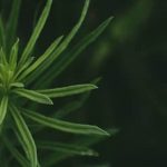 Identifying Leafy Vegetables Diseases - Illustrated Guide with Photos