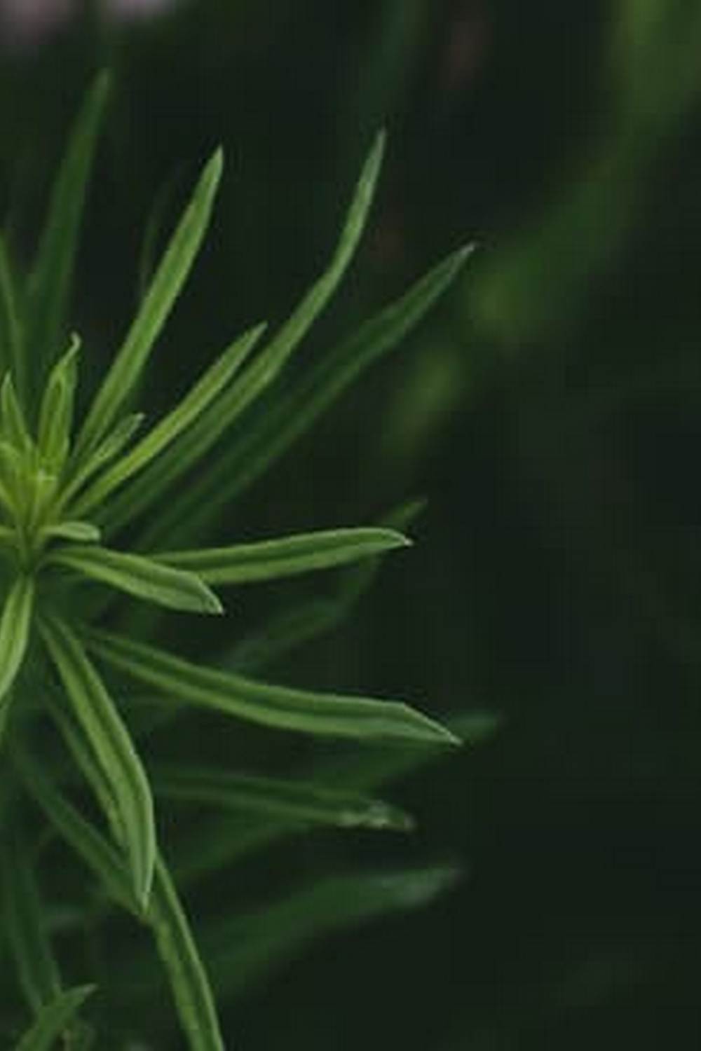 Identifying Leafy Vegetables Diseases - Illustrated Guide with Photos